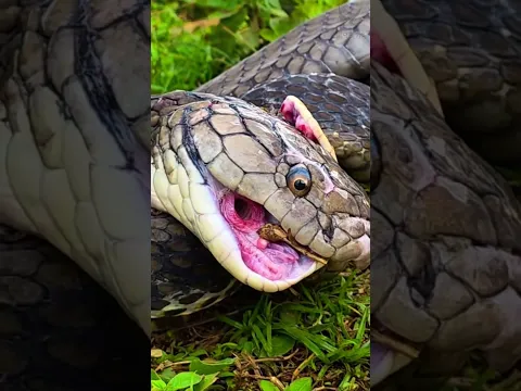 King Cobra সাপের মাথার ক্ষমতা #kingcobra #snake