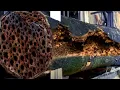 Download Lagu Shocking! Something hidden in black log beginning of Sawmill downfall