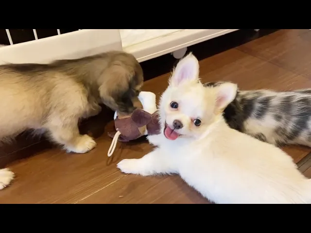 動画