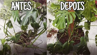 Solução pra Costela de Adão amarelando. Monstera Deliciosa plantada em vaso.