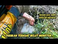 Lagu KUATNYA TARIKAN BELUT MONSTER SAMPE BIKIN TANGAN SAYA BERGETAR