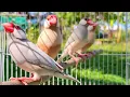 Java sparrow singing sound: java sparrows sing happiness songs with friend. They sing so lound. 
