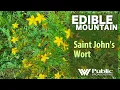 EDIBLE MOUNTAIN St John s Wort