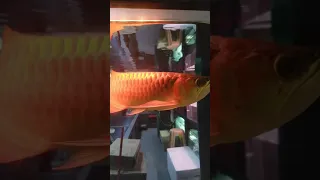 EXPENSIVE RARE High Back Golden Arowana ASIAN DRAGON Similar To Red Tail Gold Goldrims 