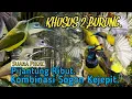 Download Lagu SUARA PIKAT PIJANTUNG RIBUT KOMBINASI SOGON KEJEPIT. AUTO LANGSUNG TURUN..