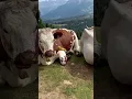 Download Lagu #cows !!! of the #dolomites !!! 🐄 #cute