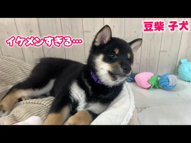 動画
