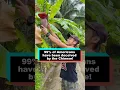 Lagu 99% of Americans have been deceived by the Chinese! #banana #delicious #learning #youtube