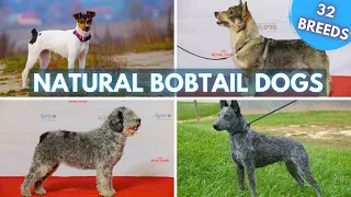 32 Dog Breeds with Natural Bobtails - No Docking Required