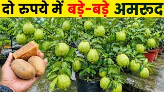 अमरूद में आलू गुड का कमल भर गया फलों से।