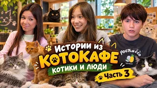Истории из котокафе Котики и люди. Часть 3