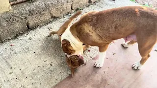 Relaxing with Daddy Bully Dogs and Cute puppies Dogs 🐶 Lovely Puppies,