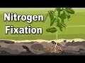 Nitrogen fixation 9th Std Biology ICSE Board Home Revise