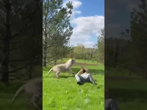 Tiger attacked a man 👨