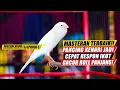 Download Lagu Masteran Suara Burung Kenari Gacor Panjang cuit cuit Ngerol untuk Pancingan Kenari! S3 episode 6