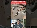 Download Lagu Sahroni's Black Mamba wakes up 🤣🤣 #trending #lol #funny #sahroni #dpr