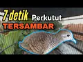Download Lagu Perkutut bangkok nada lelah 98% NYAUT