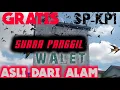 Download Lagu SUARA PANGGIL BURUNG WALET ASLI DARI ALAM,GRATIS , PAKAI SUARA PANGGIL INI DI JAMIN 100% SUKSES