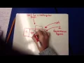 Net of a rectangular prism