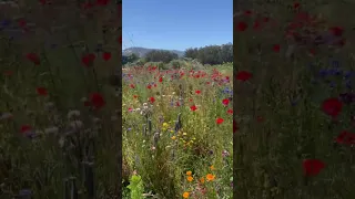 Flowers In The Wind Are So Cute Shorts 