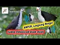 Download Lagu SUARA PANGGILAN RUAK-RUAK PALING DICARI. AMPUH❗❗