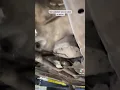 HE SAID THERE IS A NOISE WHEN BACKING UP IN MY CAR. HERE IS THE RESULT