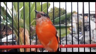 masteran mantenan si cabe merah nembak kejam dan rapet cock buat masteran