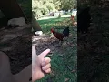 Leiper fowl my opinion on the blood line