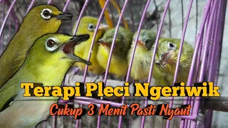 terapi pleci ombyokan agar ngeriwik buka paruh 