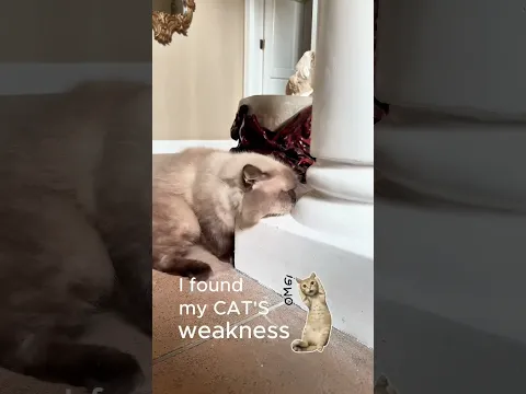 My Cat’s weirdest obsession yet