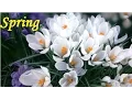 Download Lagu Spring Season (Musim Semi)