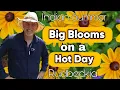Download Lagu Indian Summer Rudbeckia is Hot Stuff
