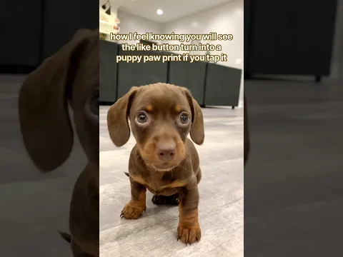 did you see the paw print? #minidachshund #puppy #cutedog #cutepuppy #cutepets #cute #dog #pets #pet