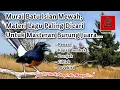 Download Lagu Murai batu isian mewah, materi lagu paling dicari untuk masteran burung juara