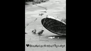 ياأنسي يانفاح نفسي أنسصالة  ياأنسي يانفاح نفسي أنسصالة