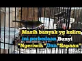 Download Lagu Perbedaan bunyi pleci ngeriwik dan bunyi sapaan