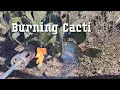 Cattle Eating Cacti