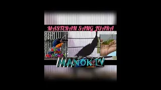  live masteran tembak kasar cililin vs walang kecek