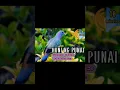 Download Lagu SUARA BURUNG PUNAI | TRERON VERNANS | KELUARGA COLUMBIDAE #huntsman_ph