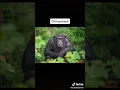 What animals look like with down syndrome
