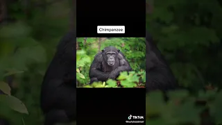 What animals look like with down syndrome