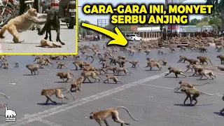 Download Anak Monyet di Serang Anjing, Akhirnya Balas Dendam Kawanan Monyet Bantai 250 Anjing MP3