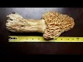 The Biggest Morel Mushroom And How This Man Become Actually Famous