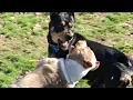 A Mix Gets Mad at an American Bully Puppy