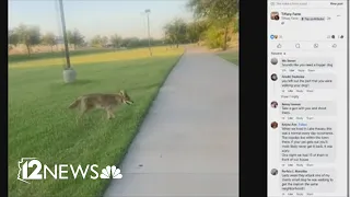 Here s how to protect yourself if you encounter coyotes
