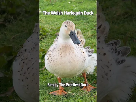 The Welsh Harlequin Duck，Simply The Prettiest Duck！