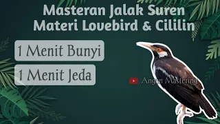 masteran burung jalak suren materi lovebird u0026 cililin 1 menit bunyi 1 menit jeda