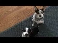 Meeting Ivy and Maggie