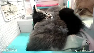 Chester checks on the new kittens - TinyKittens com