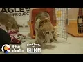 Beagle Who Spent Years In A Lab Cage Finally Gets A Family The Dodo First Taste Of Freedom